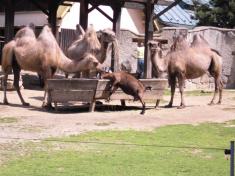 Liberec ZOO a Ještěd 2013 